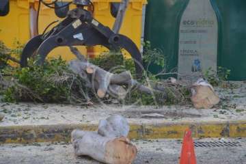 Parques y Jardines elimina en Salinetas el árbol que ensuciaba los recipientes de basura (Foto TA)